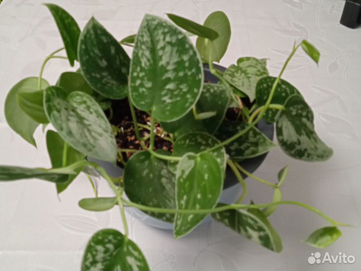 Сциндапсус сильвер энн