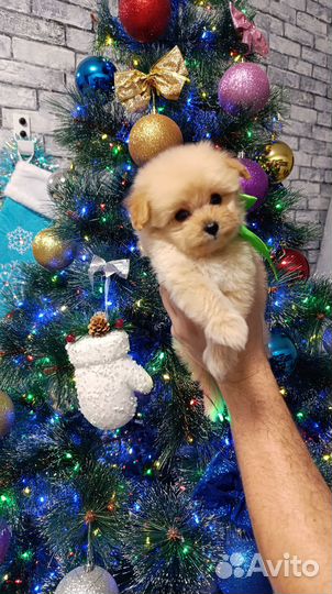 Щенки Pomapoo(помапу)