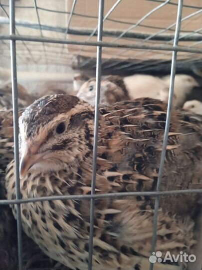 Перепела продажа