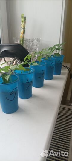 Рассада острый перчик