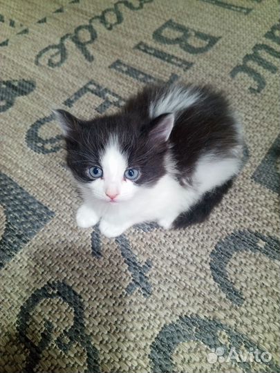 Котята бесплатно