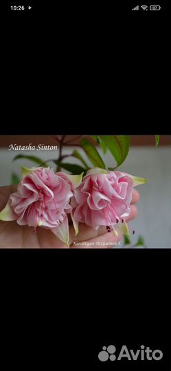 Фуксии сортовые