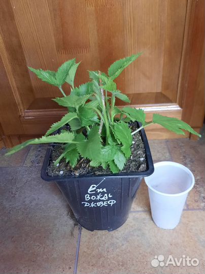 Ежевика большие кустики, разные сорта