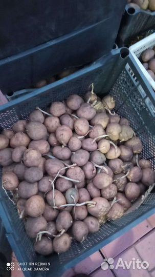 Семенной картофель