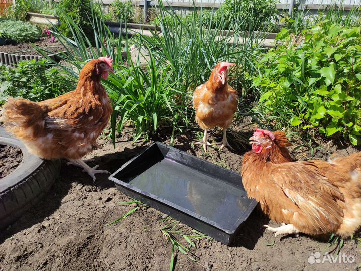 Куры несушки