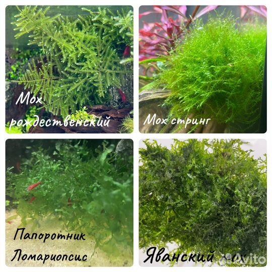 Аквариумные растения