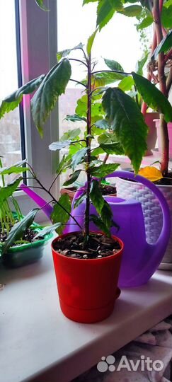 Гибискус купера