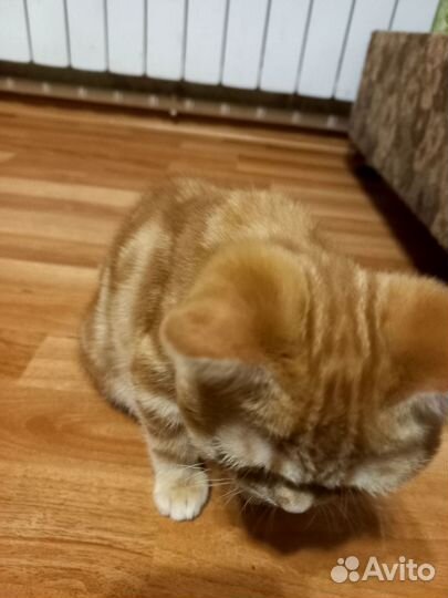 Шотландский котёнок