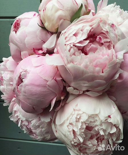 Пионы саженцы