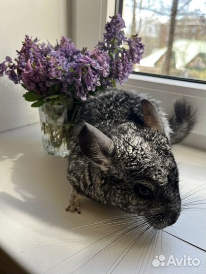 Шиншила в добрые руки