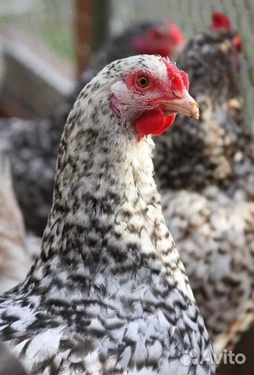 Куры Пушкинские Петухи