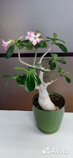Адениум взрослый