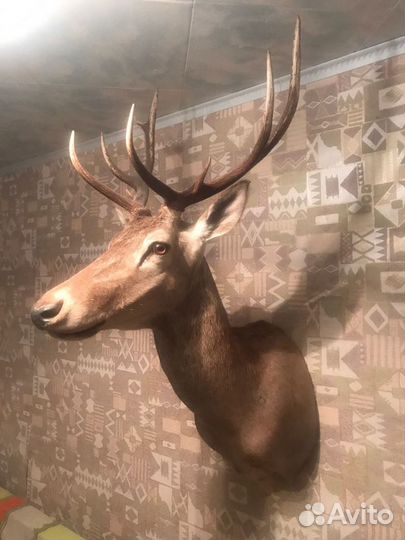 Чучело оленя