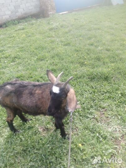 Продаются козы