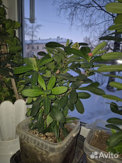 Молочай миля