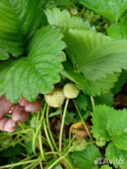 Рассада клубники