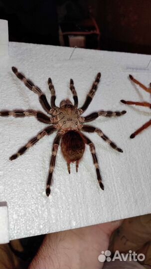 Чучела пауков-птицеедов