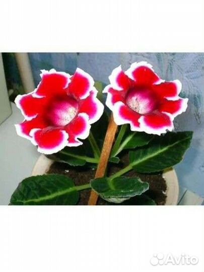 Глоксиния клубни