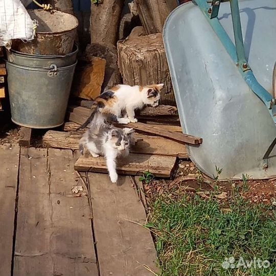 Котята в добрые руки бесплатно