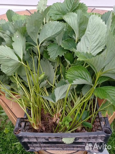 Рассада клубники (усы). Сорт гигантелла