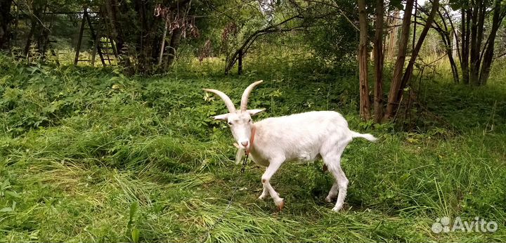 Продаются козы