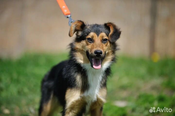 Мальчишке ищем дом