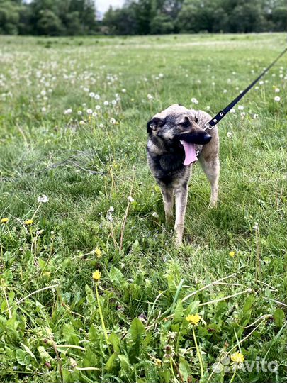 Шикарная девочка дворянских кровей