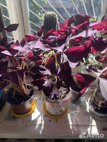 Комнатные цветы