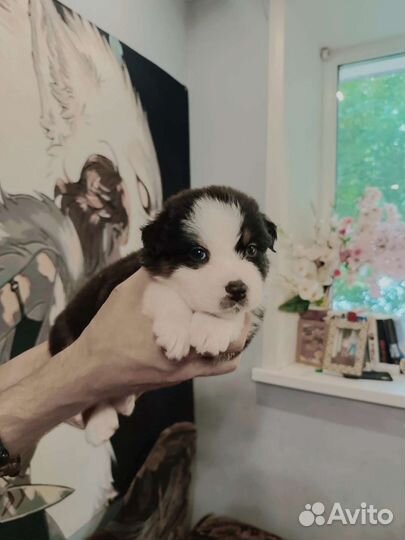 Щенки аусси