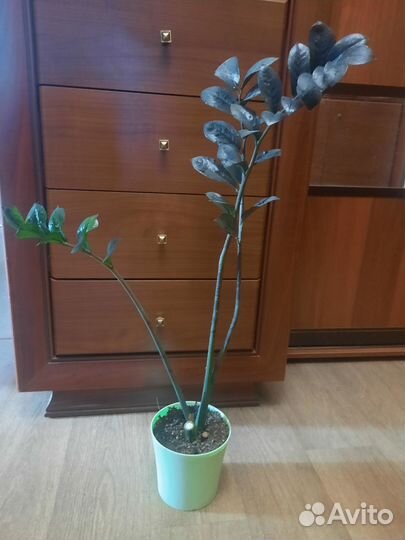 Замиокулькас черный