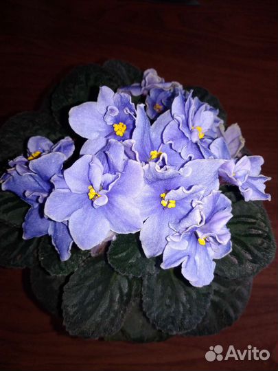 Взрослая фиалка с цветами