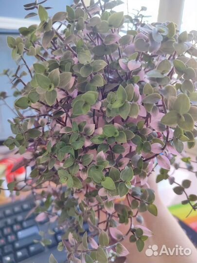 Каллизия крибо