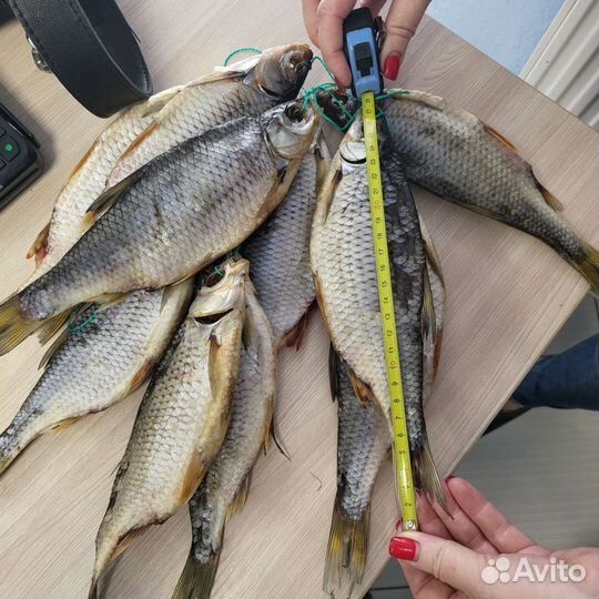 Азовская тарань