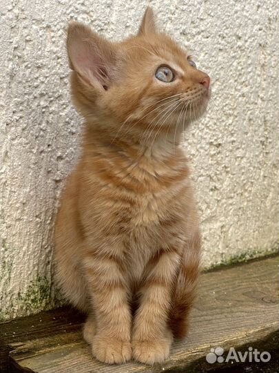 Солнечный рыжий котенок (девочка)