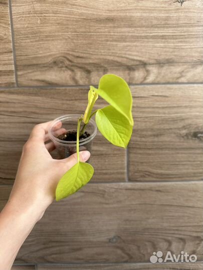 Сциндапсус голден потос