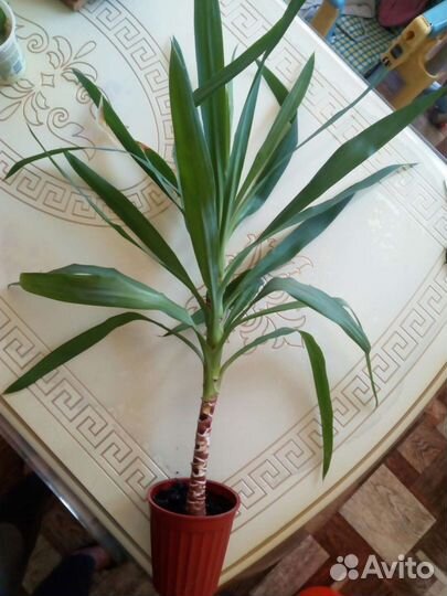 Фокус, драцена, юкка