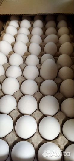 Домашние куриные яйца