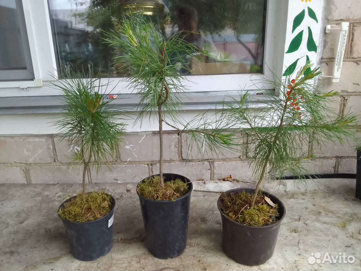 Кедр сибирский