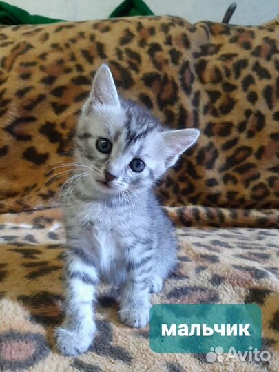 Кошки в добрые руки бесплатно