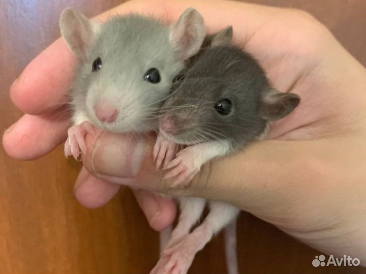 Крысята дамбо капюшон