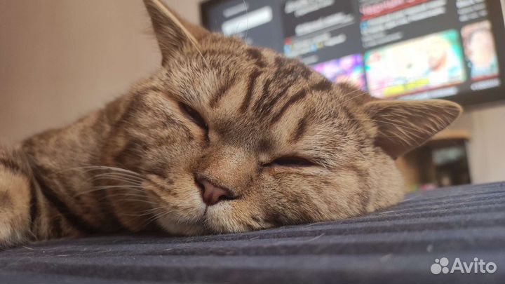 Шотландский кот вязка