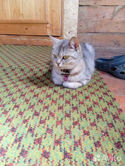 Котята в добрые руки бесплатно