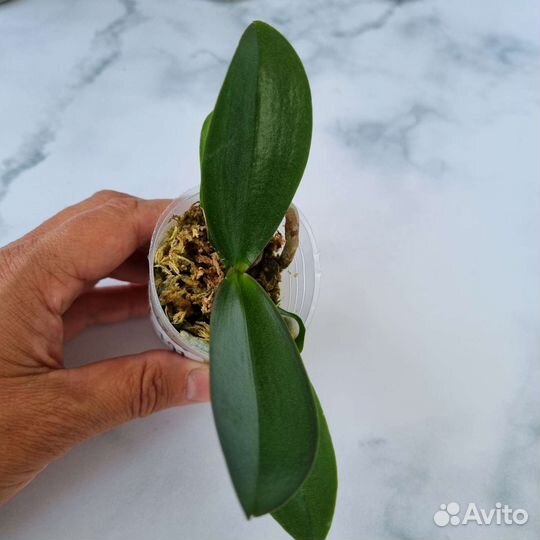 Орхидеи фаленопсисы по 800