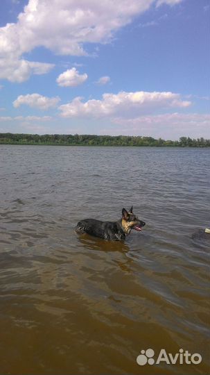 Собака в дар