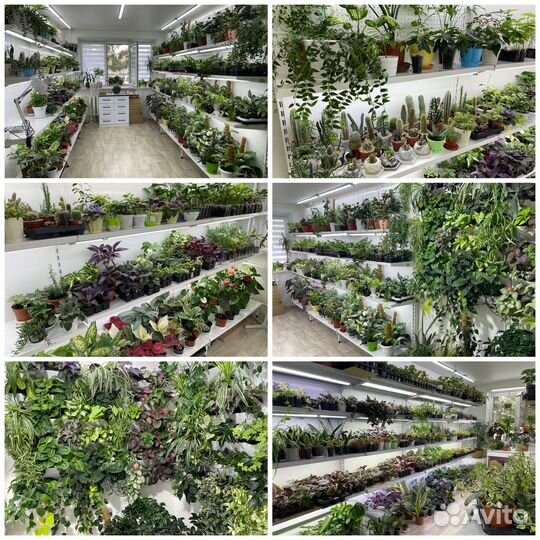 Комнатные цветы растения с доставкой