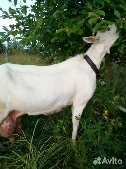 Коза дойная молочная