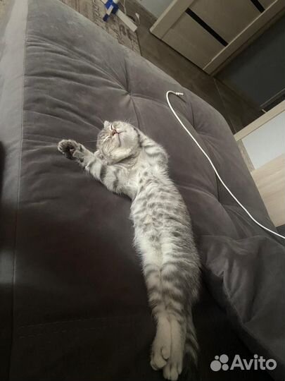 Британские котята