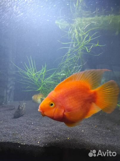 Отдам в добрые руки