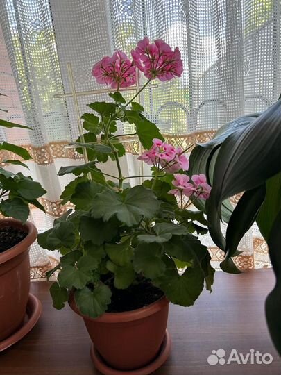 Комнатные цветы