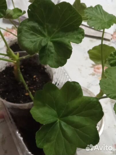 Пеларгония (герань) розебудная